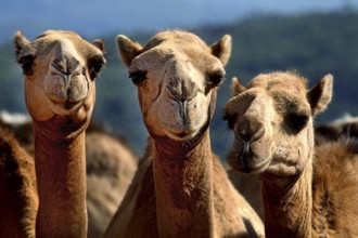 Three camels look curiously at the camera, Babile, Ethiopia
