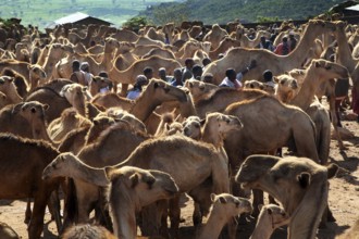 People surrounded by a large herd of camels at the market, Babile, Ethiopia