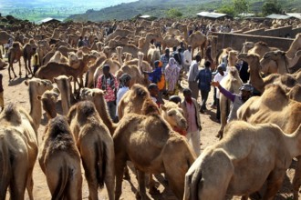 Numerous camels on a lively market in sunny weather, Babile, Ethiopia