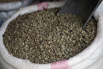 A bag filled with coffee beans at a market in ETH Bahirdar, Bahirdar, Amhara, Ethiopia