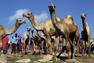 Camels stand at a camel market under clear skies in ETH Babile, Babile, Oromia, Ethiopia