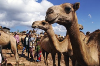 Camels at a busy camel market in sunny weather in ETH Babile, Babile, Oromia, Ethiopia
