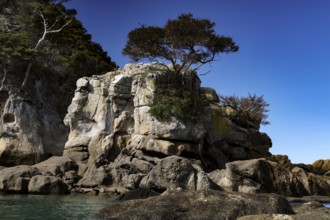 Rocks with tree against a clear blue sky in the coastal landscape, Adele Island, Abel Tasman
