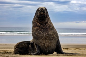 A sea lion sits on Cannibal Bay beach with sea calm in the background, Cannibal Bay, Otago, New