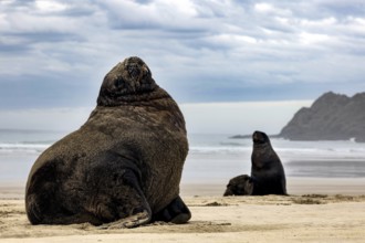 Two sea lions on Cannibal Bay beach against cloudy sky, Cannibal Bay, Otago, New Zealand