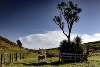 Single sheep on a path dominated by a distinctive tree in Cape Farewell, Cape Farewell, Nelson, New