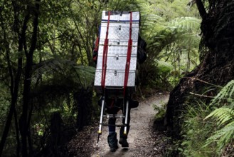 Hiker carries luggage through thick forest on the Abel Tasman Coast Track, Abel Tasman National