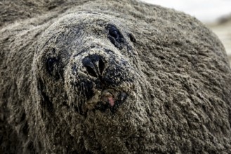 Sea lion close-up on Cannibal Bay beach, its rough textured skin in the foreground, Cannibal Bay,