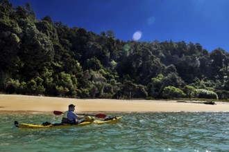 Single person kayaking in front of densely wooded beach, Stillwell Bay, Abel Tasman National Park,