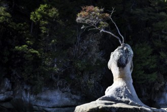 Dramatic rock formation with barren vegetation in shade, Appletree Bay, Abel Tasman National Park,