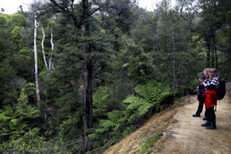 People on the Abel Tasman track through a green forest, zero