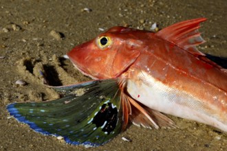 Details of a red rooster on sandy ground, zero