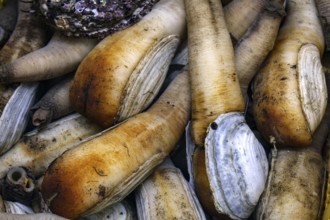 Collected elephant and penis mussels at the Jagalchi fish market, Busan, South Korea