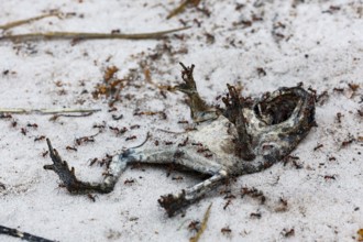 Mummified toad on sandy soil in Bungle Bungle, Purnululu surrounded by insects, Purnululu National