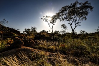 Sunlight shines through trees and illuminates grasslands in Nitmiluk National Park, Nitmiluk