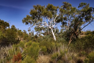 Lively tree stands amidst grass and bushes under clear skies in Nitmiluk National Park, Nitmiluk
