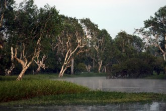 Morning fog hangs over the wetlands of Yellow Waters in Kakadu National Park, Yellow Water,