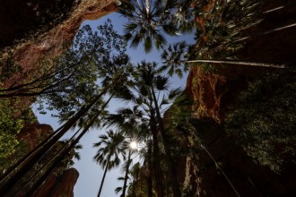 Shrimp palms stretch to the sky in the dramatic Echidna Chasm, Purnululu National Park, Western