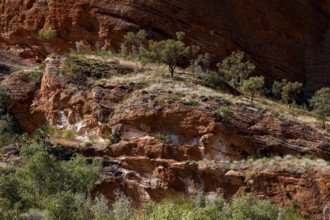 Red rock wall with sparse vegetation in Echidna Chasm Trail, Bungle Bungle, Purnululu National