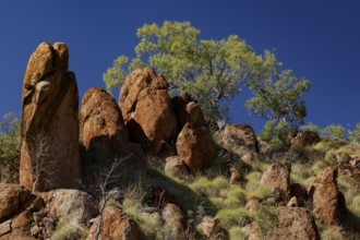 Red rock formations and trees against a blue sky in the King Leopold Range, King Leopold Range,