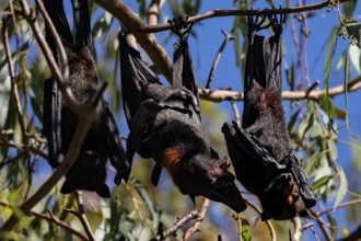 Several flying foxes hang on branches in Kathrine Gorge, Nitmiluk National Park, Northern