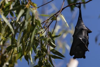 A single flying fox hangs upside down from a branch in Kathrine Gorge, Nitmiluk National Park,