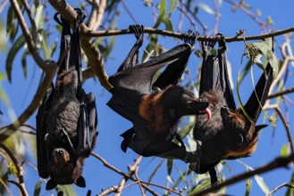 During the day, flying foxes slept upside down in the trees in Kathrine Gorge, Nitmiluk National