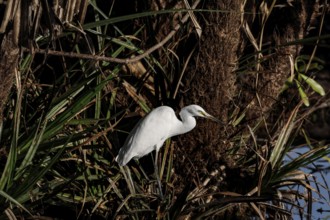 A great egret rests on a tree trunk in the thick green of Kakadu National Park, Kakadu National