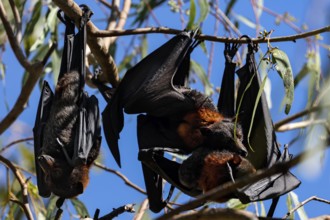 Flying foxes hang upside down from a tree in Kathrine Gorge, Nitmiluk National Park, Northern