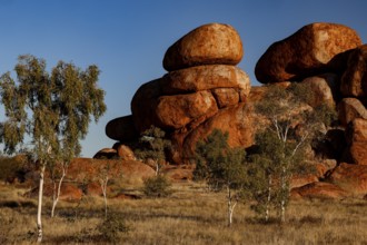 Impressive red rocks and trees in a sun-drenched desert landscape, Devil's Marbles, Northern