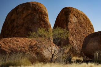 Massive, smooth rocks in the desert surrounded by sparse vegetation, Devil's Marbles, Northern