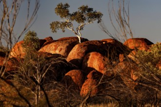 Single tree grows on impressive rock formations glowing in the sun, Devil's Marbles, Northern
