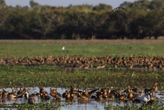 A large group of sickle-whistle geese frolic in flooded meadows in Kakadu National Park, Kakadu