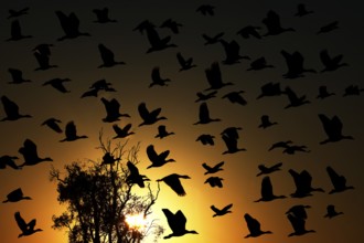 Sickle whistle geese flying in front of an intense sunset in Kakadu National Park, Kakadu National