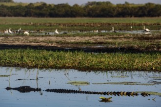 Saltwater crocodile with birds in background in Kakadu National Park, Kakadu National Park,