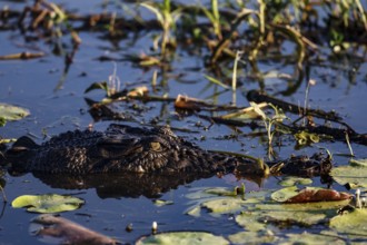 Groin crocodile in water, almost not visible, in Kakadu National Park, Kakadu National Park,