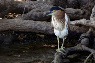 Red-backed heron stands on a waterside branch in Kakadu National Park, Yellow Waters, Northern
