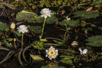 White water lilies swim on calm waters in Kakadu National Park, Kakadu National Park, Northern