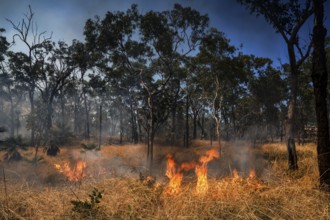 Flames and smoke surround trees in a blazing forest fire in Kakadu National Park, Kakadu National