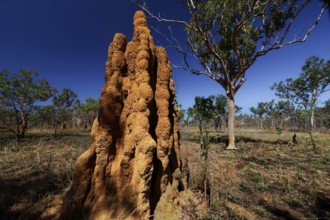 A massive termite mound rises under a clear blue sky in Kakadu National Park, Kakadu National Park,