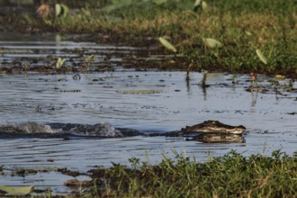 Saltwater crocodile swims through the water in Kakadu National Park, Kakadu National Park, Northern