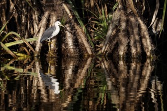 A magpie heron sits on the water in Kakadu National Park, Kakadu National Park, Northern Territory,