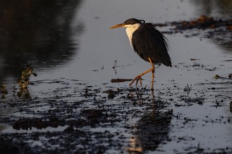 A magpie heron crosses quiet waters in Kakadu National Park, Kakadu National Park, Northern