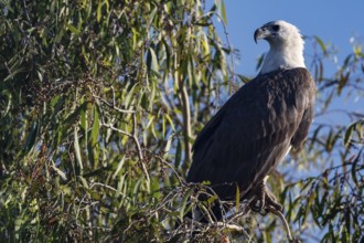 A white-bellied sea eagle sits majestically on a tree in Kakadu National Park, Kakadu National