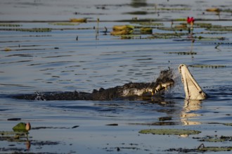 Groin crocodile shows area behavior in Kakadu National Park, Kakadu National Park, Northern