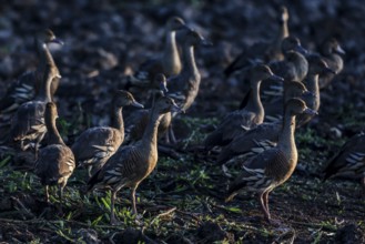 Sickle whistle geese gather in Kakadu National Park, Kakadu National Park, Northern Territory,
