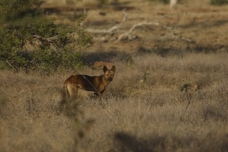 Dingo runs in the dry Australian countryside along the Gibb River Road, Gibb River Road, Western