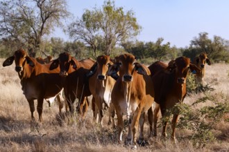 Group of Brahman cattle in a grassy landscape along Gibb River Road, Gibb River Road, Western