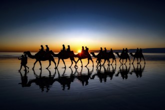 Camel caravan at sunset on Cable Beach with impressive silhouettes, Broome, Western Australia,