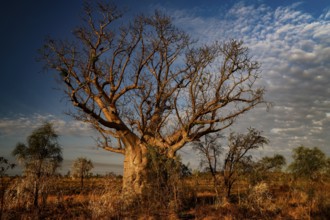 A large baobab in open countryside with decorative clouds above, Gibb River Road, Australia